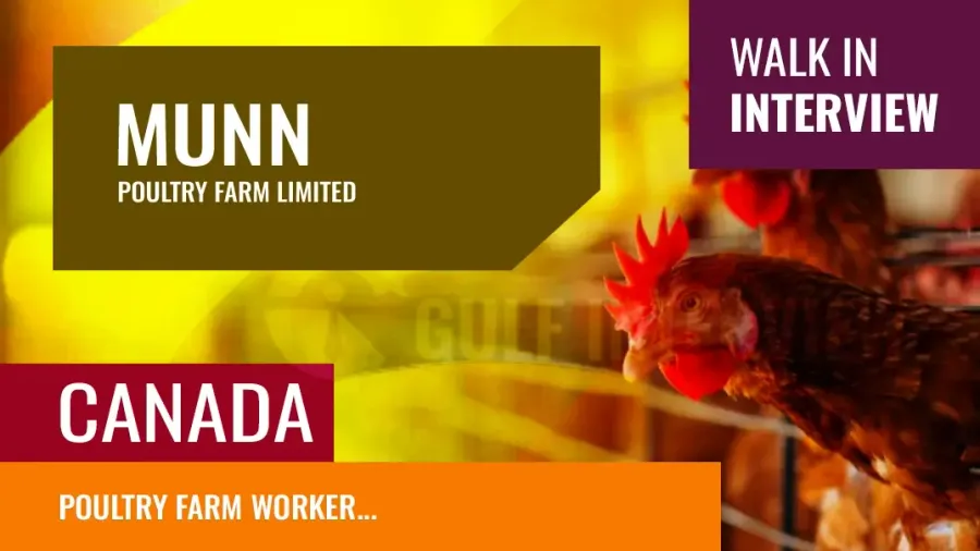 Poultry Farm Worker Jobs in Whitbourne, NL – $16/hr - 4 Openings